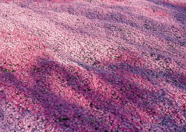 野花地毯图片