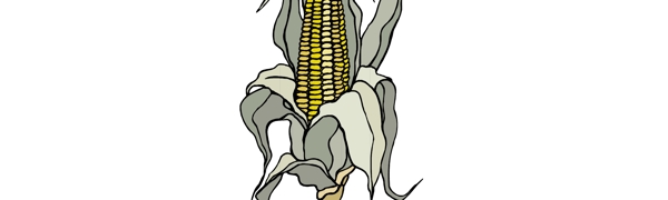 玉米农作物玉米棒