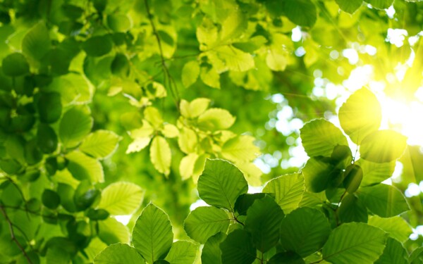 绿色树叶阳光投射图片