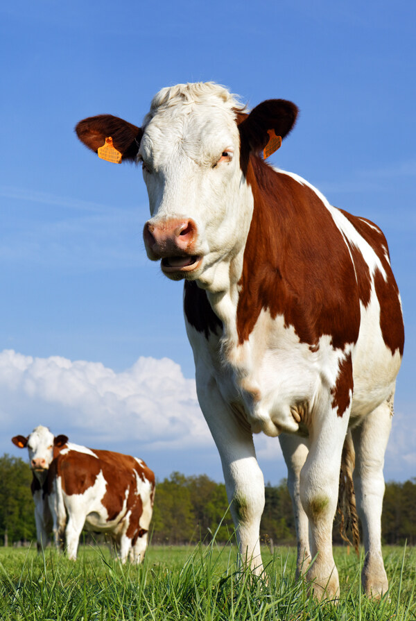 高清草原奶牛图片下载奶牛高清图片高清草原图片