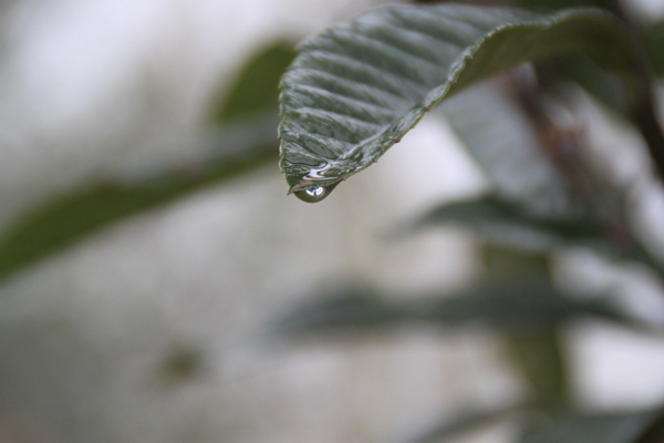 水珠树叶图片