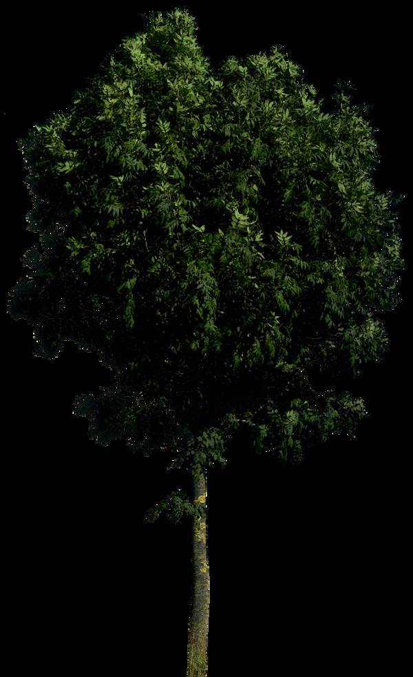 深绿色园林树免抠png透明图层素材