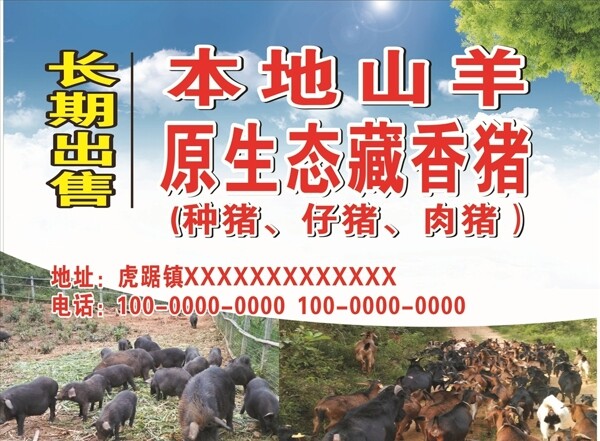 原生态藏香猪海报