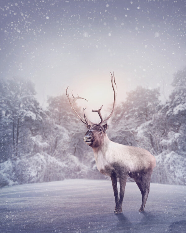 驯鹿与雪景