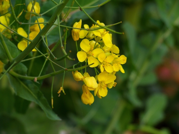 油菜花图片