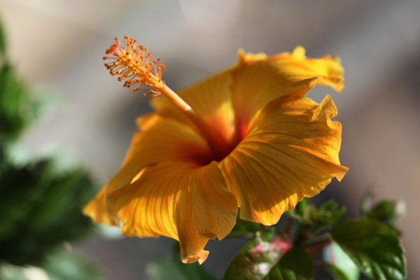 木槿花特写