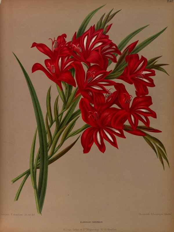 复古手绘红色野花图片