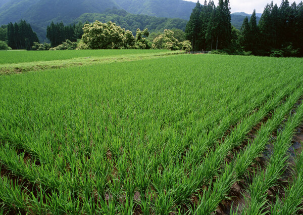 春天的田野