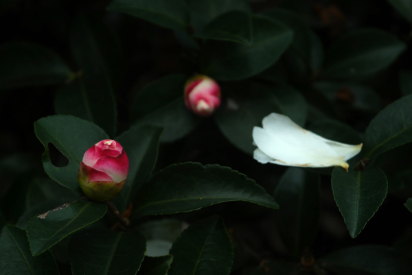 粉白茶花