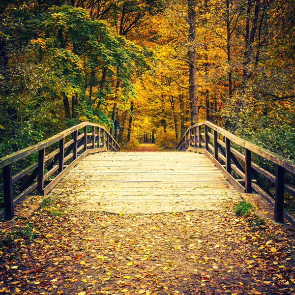 秋天树林桥面风景