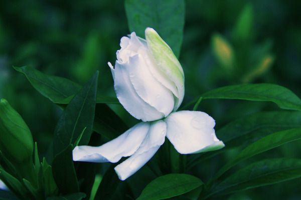 栀子花图片