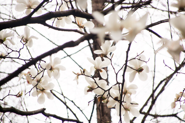 白色玉兰花春季花朵图片