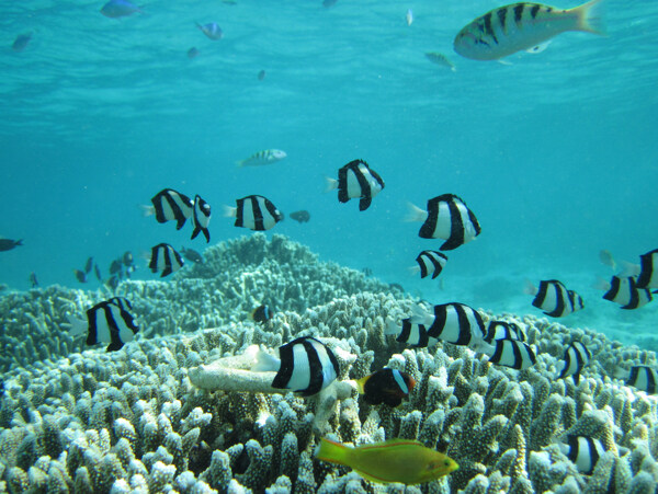 海洋生物