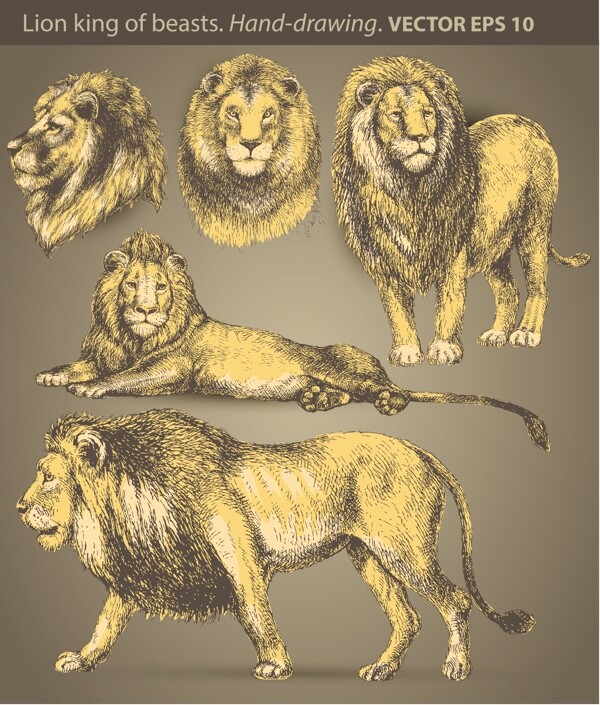 手绘狮子狮头图片