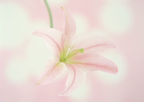 花艺术鲜花一朵花花朵粉色百合