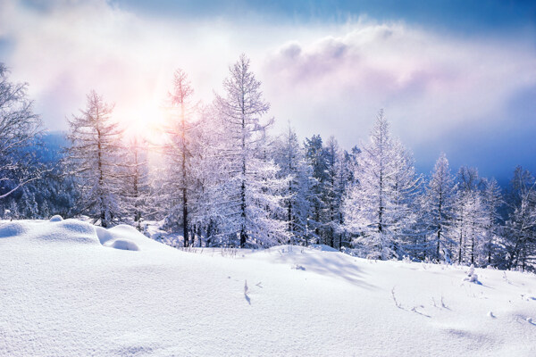 冬天树木雪景图片
