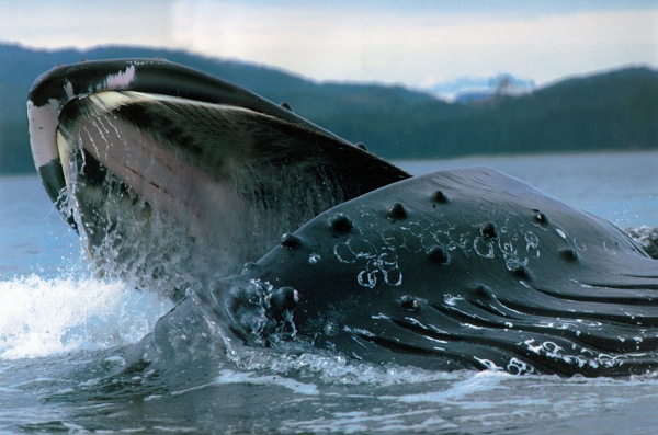 鲸海中鲸海洋动物