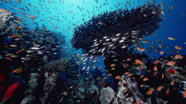 海洋生物图片