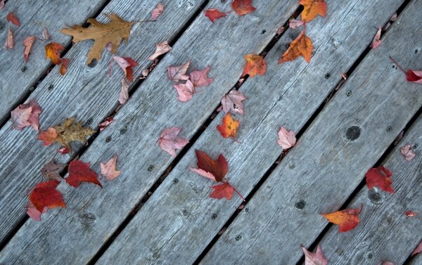 落叶木板