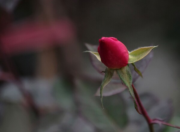 唯美红色玫瑰花苞图片