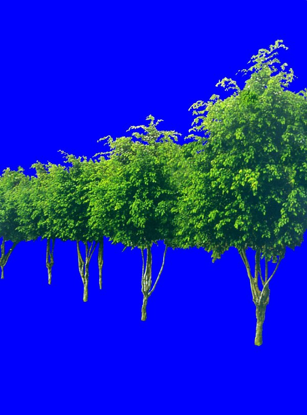 树丛贴图素材建筑装饰JPG2075