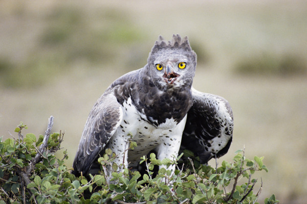 非洲野生动物猫头鹰图片