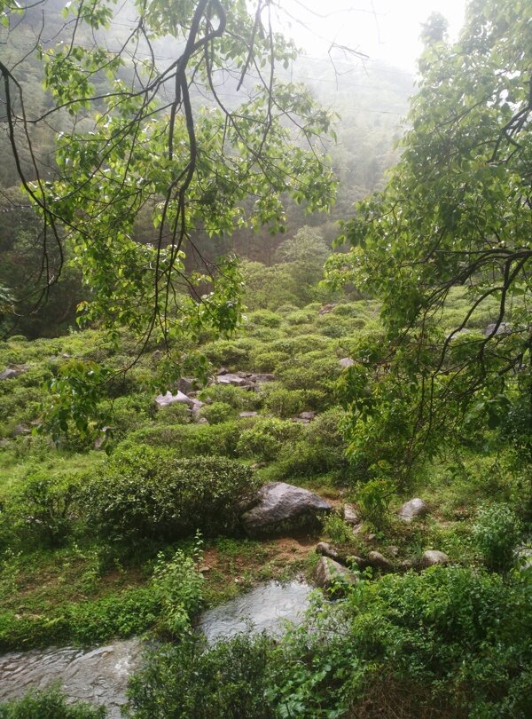 茶树生长环境图片