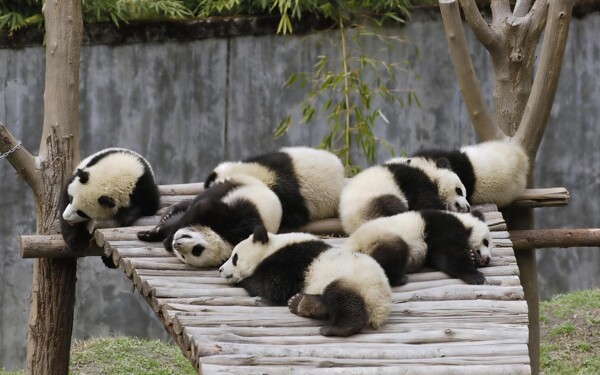 秦皇岛野生动物园熊猫图片