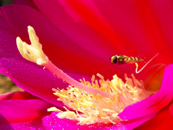 采蜜花蕊图片