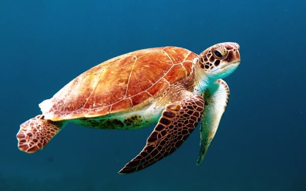 海龟彩色海龟美丽海龟
