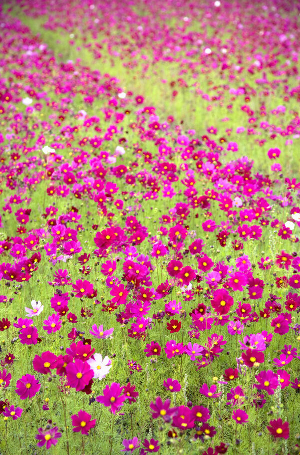 紫色的雏菊花花海图片