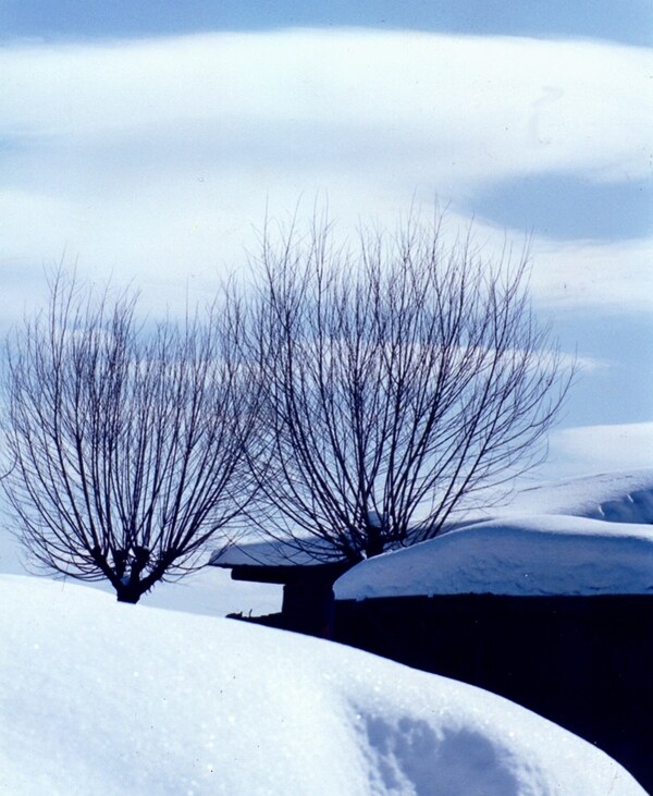 银白雪地树