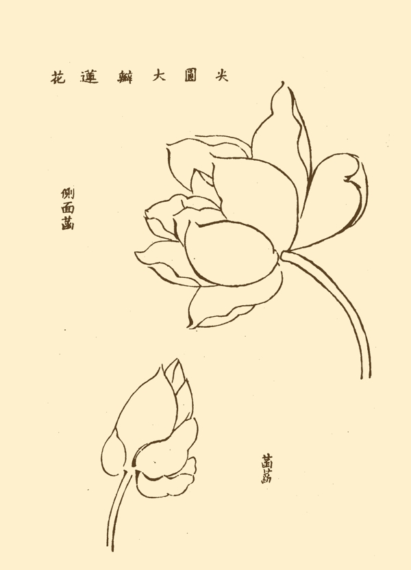 芥子园画谱花卉图片