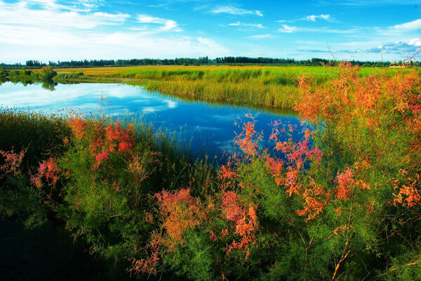 塔里木河畔的夏日红柳图片