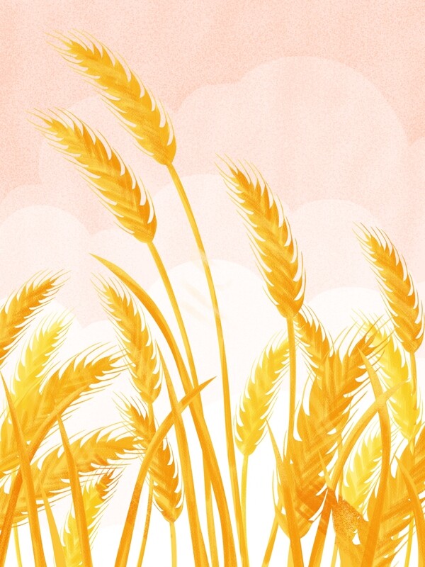 金秋植物小麦背景