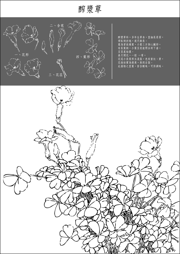 白描花稿醡浆草图片