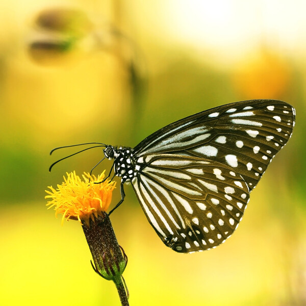 黄色鲜花蝴蝶摄影