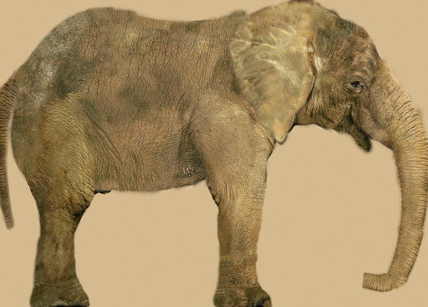 ELEPHANT大象模型01