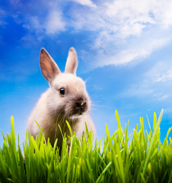 复活节兔子图片