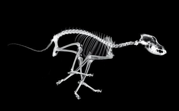 奔跑的狗X光透视图片