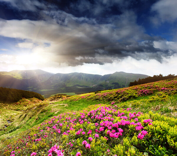 阳光下的高山与花朵