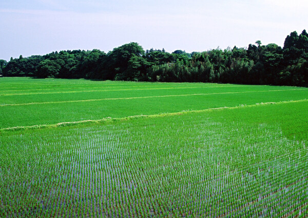 秧苗稻田图片