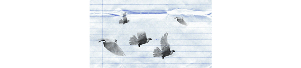鸟类笔刷