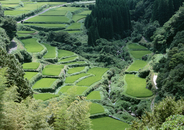 春天的田野