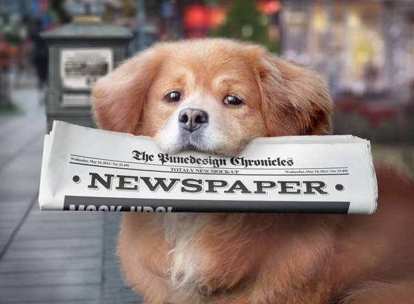 小狗报纸