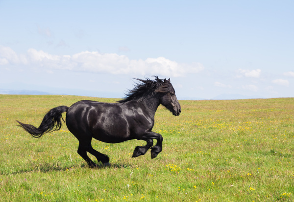 草原奔驰的黑马图片