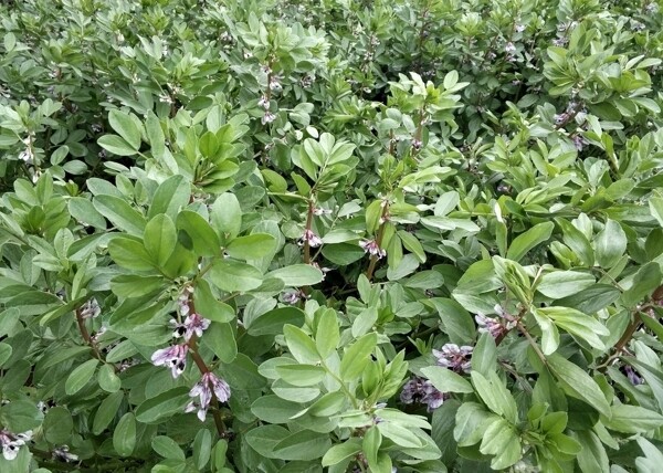 胡豆花胡豆花绿色