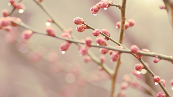 水滴花图片