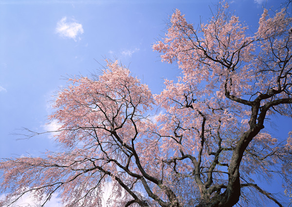 茂盛的桃花树