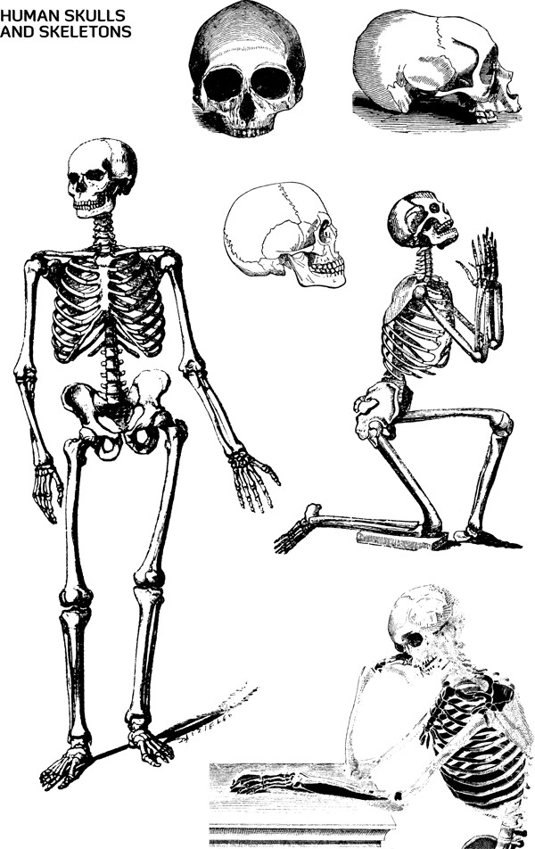人类骨头和骨架矢量素材